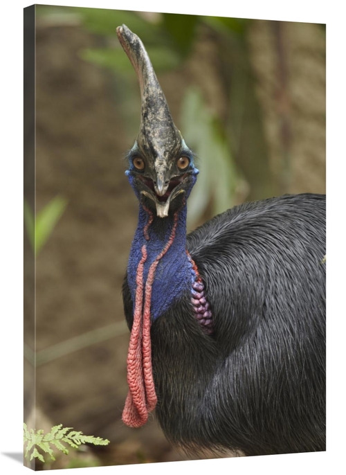 Global Gallery GCS-396261-2436-142 24 x 36 in. Southern Cassowary,