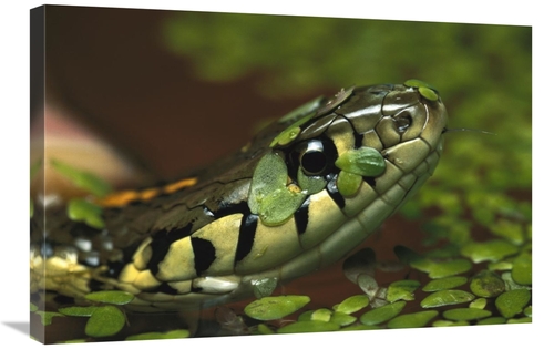 Global Gallery GCS-397505-2030-142 20 x 30 in. Common Garter Snake in 
