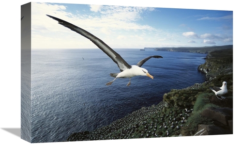 Global Gallery GCS-451609-1218-142 12 x 18 in. Campbell Albatross Comi