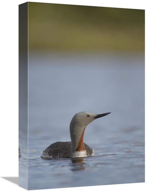 Global Gallery GCS-451938-1218-142 12 x 18 in. Red-Throated Loon in Wa