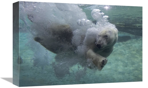 Global Gallery GCS-450887-1218-142 12 x 18 in. Polar Bear Swimming Und