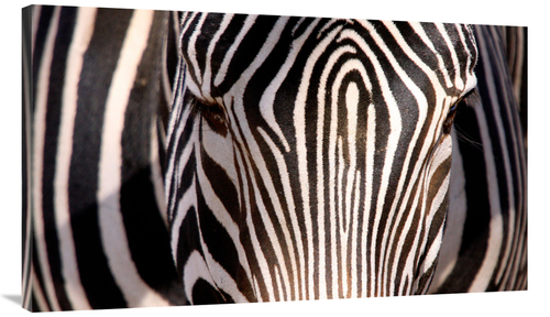 Global Gallery GCS-486650-44-142 44 in. Zebra Head Art Print - Vic Sch