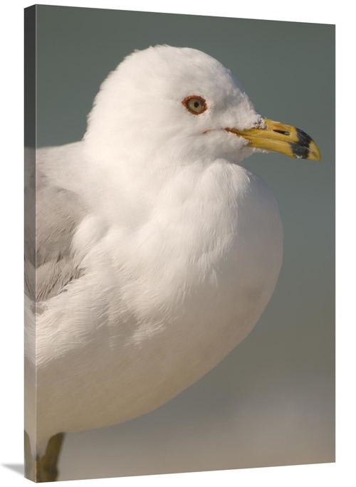 Global Gallery GCS-397322-2436-142 24 x 36 in. Ring-Billed Gull, F