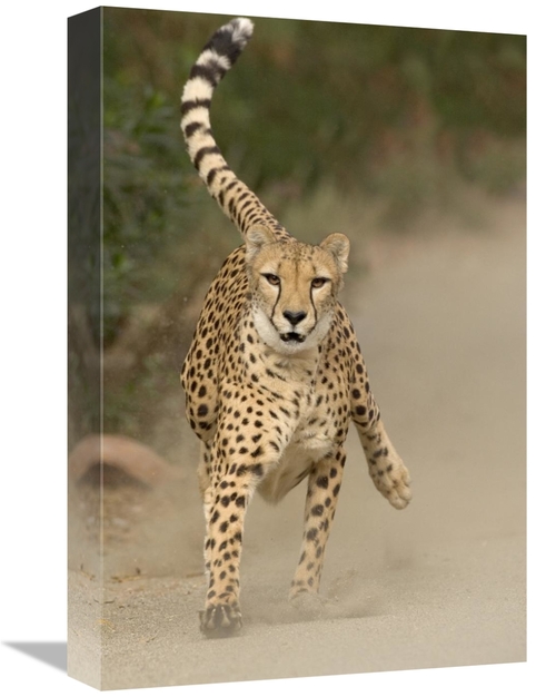 Global Gallery GCS-398143-1218-142 12 x 18 in. Cheetah in Mid-Stride&#