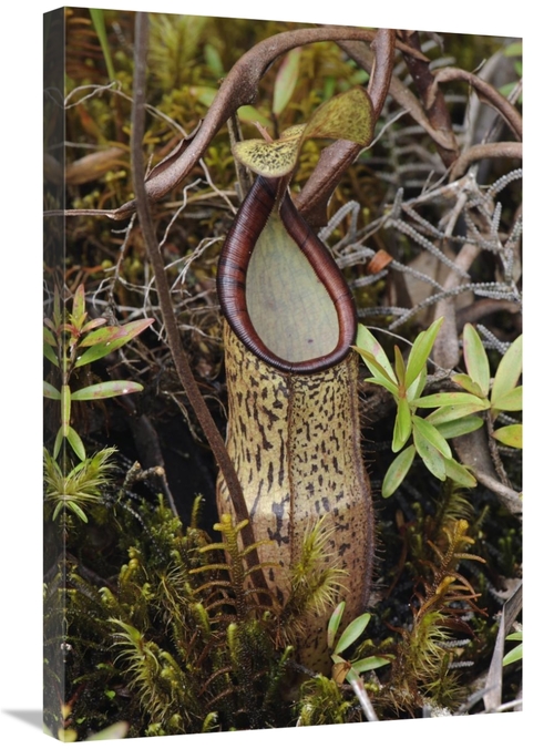 Global Gallery GCS-397543-2030-142 20 x 30 in. Pitcher Plant Pitcher&#