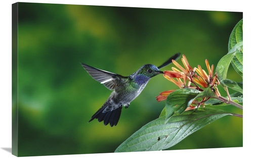 Global Gallery GCS-397252-2436-142 24 x 36 in. Blue-Chested Hummingbir