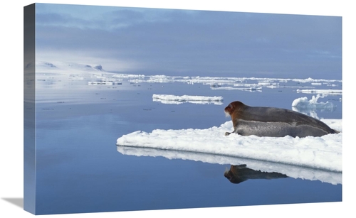 Global Gallery GCS-397840-1624-142 16 x 24 in. Bearded Seal Resting on