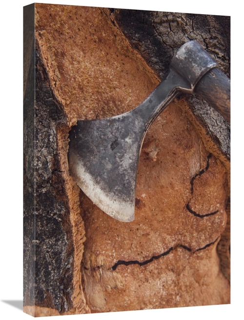 Global Gallery GCS-397955-1624-142 16 x 24 in. Cork Oak Bark Being Har