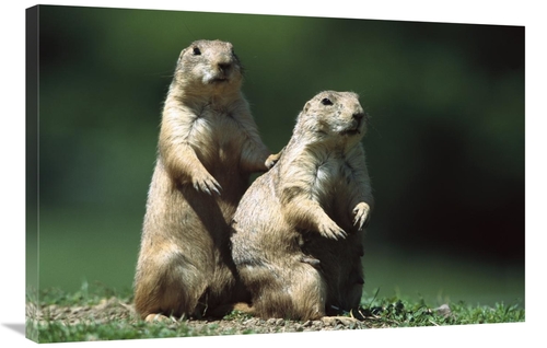 Global Gallery GCS-452561-2436-142 24 x 36 in. Black-Tailed Prairie Do