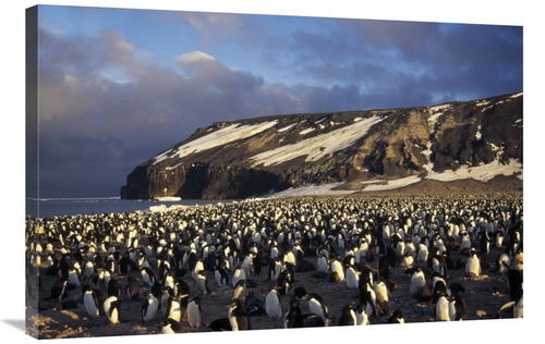 Global Gallery GCS-451414-2436-142 24 x 36 in. Adelie Penguin Dense Co