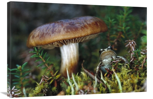 Global Gallery GCS-451915-2436-142 24 x 36 in. Wood Frog on Ground Nex