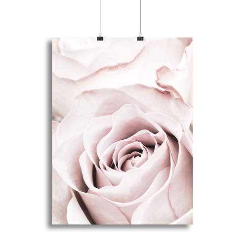 Pink Rose No 05 Canvas Print or Poster