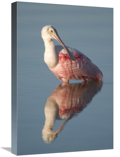 Global Gallery GCS-397326-1624-142 16 x 24 in. Roseate Spoonbill, 