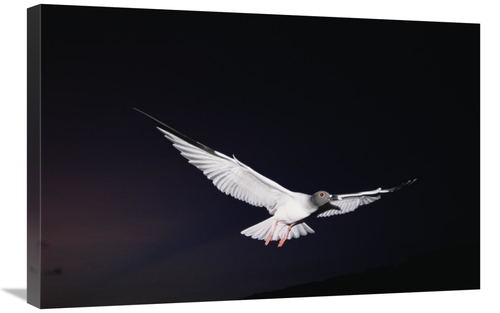 Global Gallery GCS-451522-2030-142 20 x 30 in. Swallow-Tailed Gull Dep