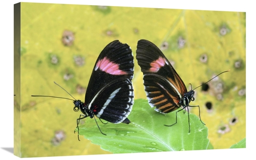 Global Gallery GCS-397345-2030-142 20 x 30 in. Crimson-Patched Longwin