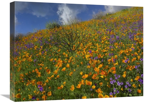 Global Gallery GCS-396951-1824-142 18 x 24 in. California Poppy & Dese