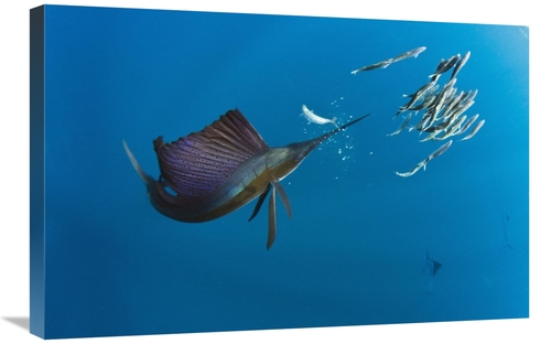 Global Gallery GCS-397925-2030-142 20 x 30 in. Atlantic Sailfish Hunti