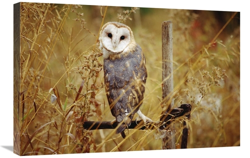 Global Gallery GCS-396582-2030-142 20 x 30 in. Barn Owl Perching Among