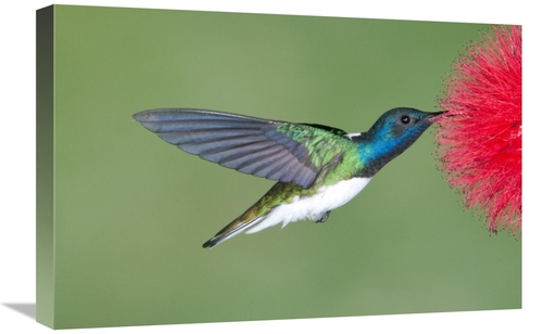 Global Gallery GCS-397415-1624-142 16 x 24 in. White-Necked Jacobin Hu