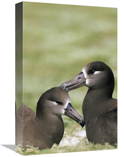 Global Gallery GCS-451436-1218-142 12 x 18 in. Black-Footed Albatross 