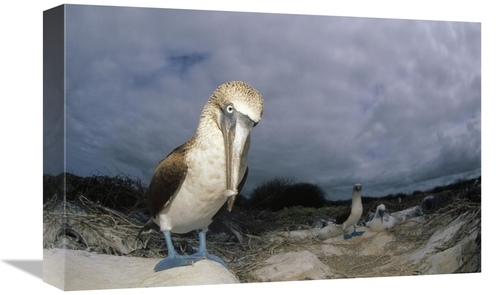 Global Gallery GCS-451249-1218-142 12 x 18 in. Blue-Footed Booby, 