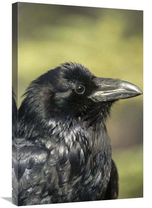 Global Gallery GCS-451842-2030-142 20 x 30 in. Common Raven Portrait i