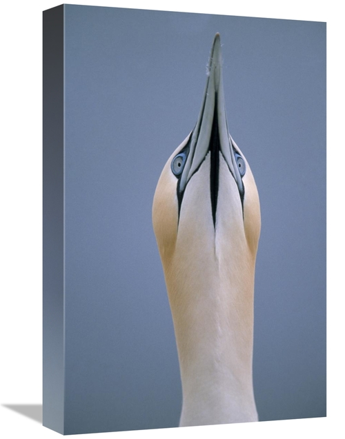 Global Gallery GCS-453608-1218-142 12 x 18 in. Northern Gannet Skypoin
