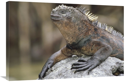 Global Gallery GCS-451316-2436-142 24 x 36 in. Marine Iguana Clings to