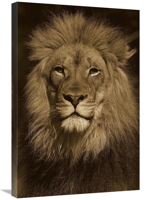 Global Gallery GCS-453667-2030-142 20 x 30 in. African Lion Male Portr