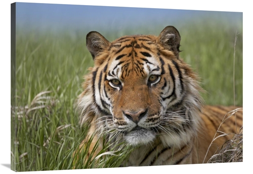 Global Gallery GCS-396433-3040-142 30 x 40 in. Siberian Tiger Portrait