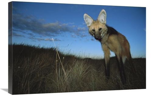 Global Gallery GCS-451656-2030-142 20 x 30 in. Maned Wolf Hunting At D