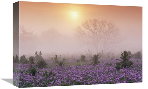 Global Gallery GCS-396244-1218-142 12 x 18 in. Sand Verbena Foggy Sunr