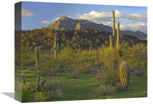 Global Gallery GCS-396532-1216-142 12 x 16 in. Saguaro Picacho Mountai