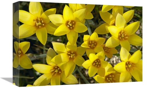 Global Gallery GCS-398339-1218-142 12 x 18 in. Kolpakowskis Tulip Flow