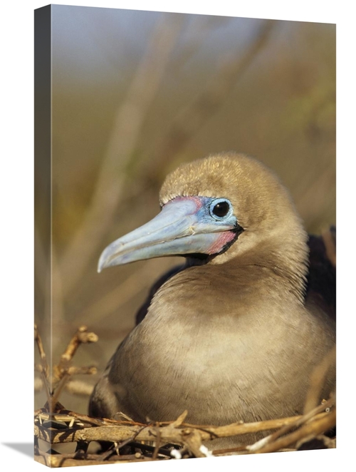 Global Gallery GCS-451296-1624-142 16 x 24 in. Red-Footed Booby Incuba