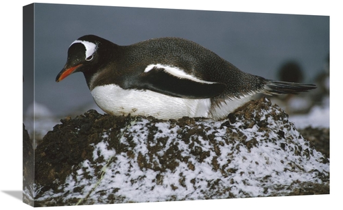 Global Gallery GCS-451716-1624-142 16 x 24 in. Gentoo Penguin Adult In