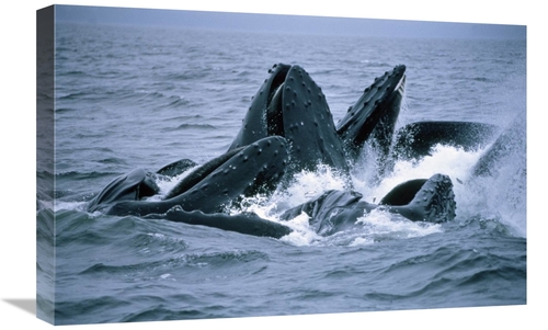 Global Gallery GCS-450934-1624-142 16 x 24 in. Humpback Whales Gulp Fe