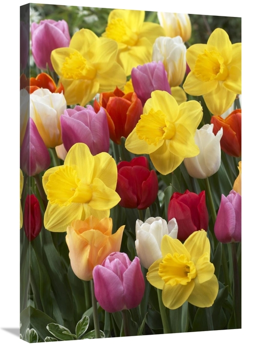 Global Gallery GCS-398405-2030-142 20 x 30 in. Daffodil Lucky Number V