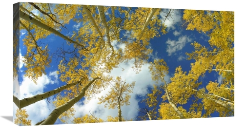 Global Gallery GCS-467669-30-142 30 in. Looking Up At Blue Sky Through