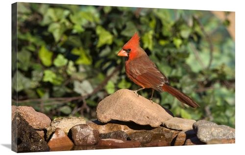 Global Gallery GCS-453350-2436-142 24 x 36 in. Northern Cardinal Male&