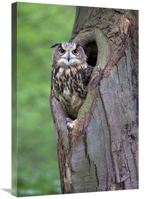 Global Gallery GCS-398016-2030-142 20 x 30 in. Eurasian Eagle-Owl Look