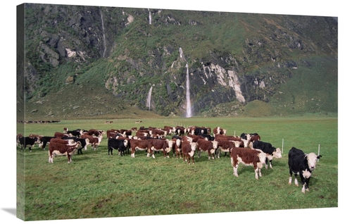 Global Gallery GCS-451534-2436-142 24 x 36 in. Hereford Cattle Herd&#4