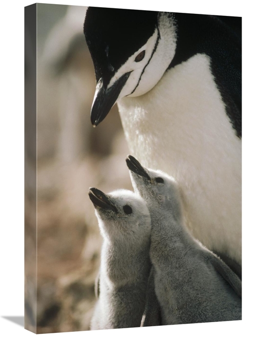 Global Gallery GCS-395656-1624-142 16 x 24 in. Chinstrap Penguin Bowin