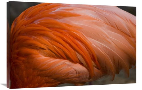 Global Gallery GCS-398308-2436-142 24 x 36 in. Greater Flamingo Close 