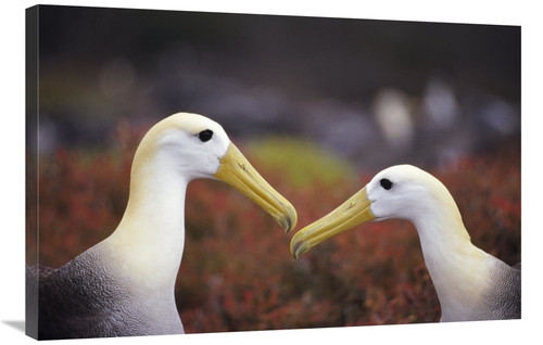 Global Gallery GCS-451411-2436-142 24 x 36 in. Waved Albatross Courtsh