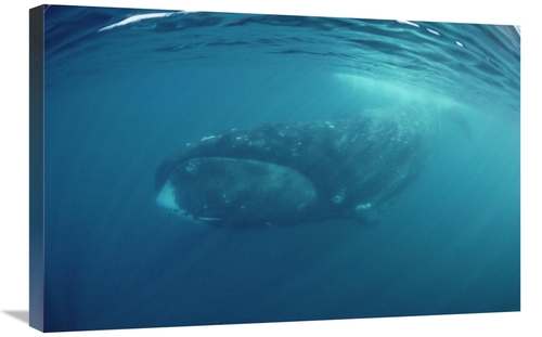 Global Gallery GCS-450612-2030-142 20 x 30 in. Bowhead Whale Underwate