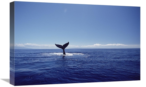 Global Gallery GCS-451030-1624-142 16 x 24 in. Humpback Whale Tail Lob