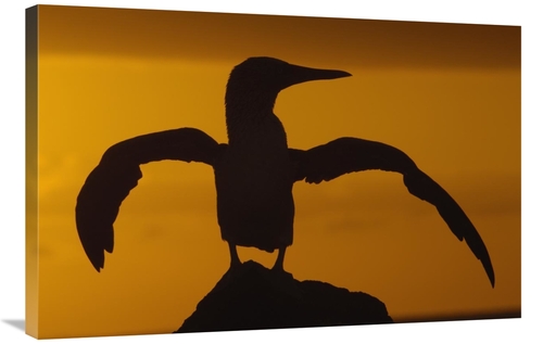 Global Gallery GCS-453048-2436-142 24 x 36 in. Blue-Footed Booby Stret