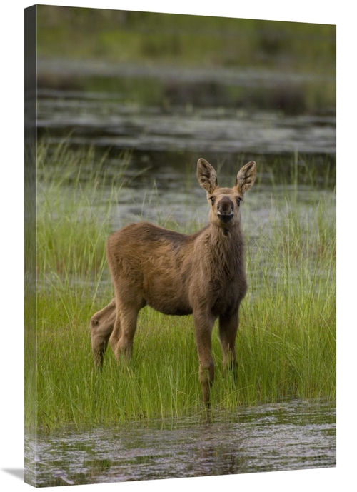 Global Gallery GCS-451946-2436-142 24 x 36 in. Alaska Moose Calf Stand