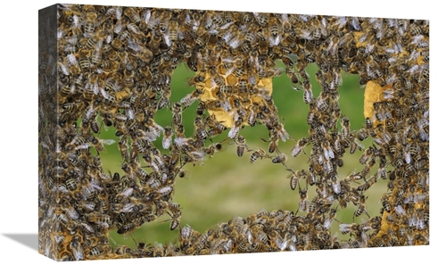 Global Gallery GCS-453384-1218-142 12 x 18 in. Honey Bee Chains Made t